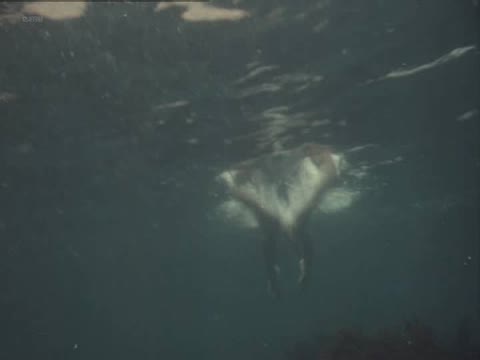 Aleksandra Kolkunova - Pohititeli Vody RU 1992 голая в воде